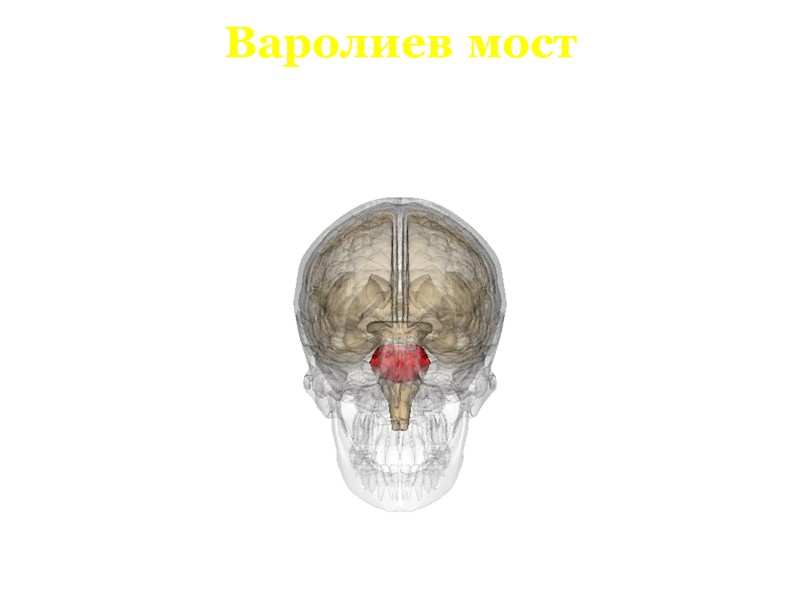 Варолиев мост